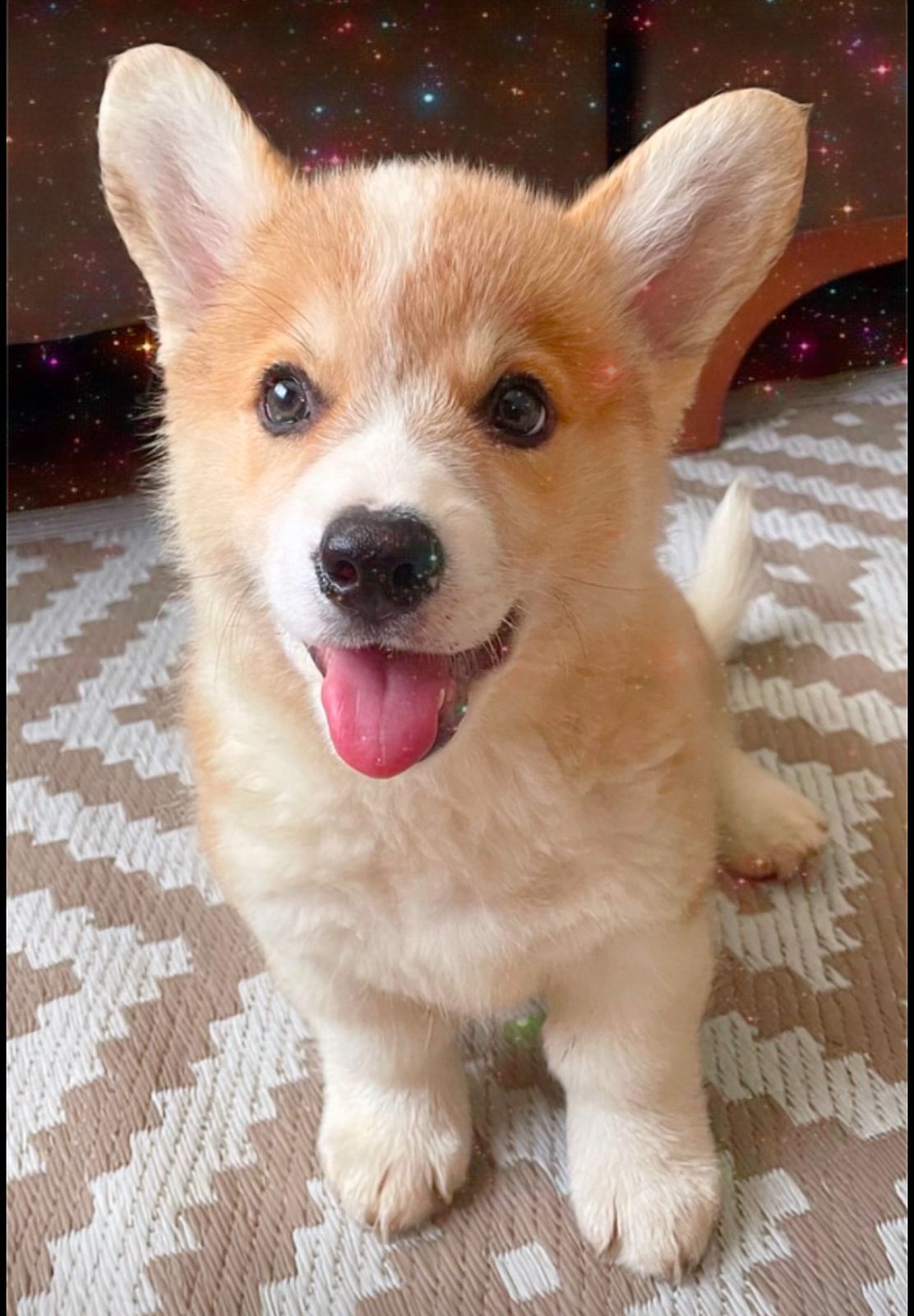 Cachorro Corgi Pembroke