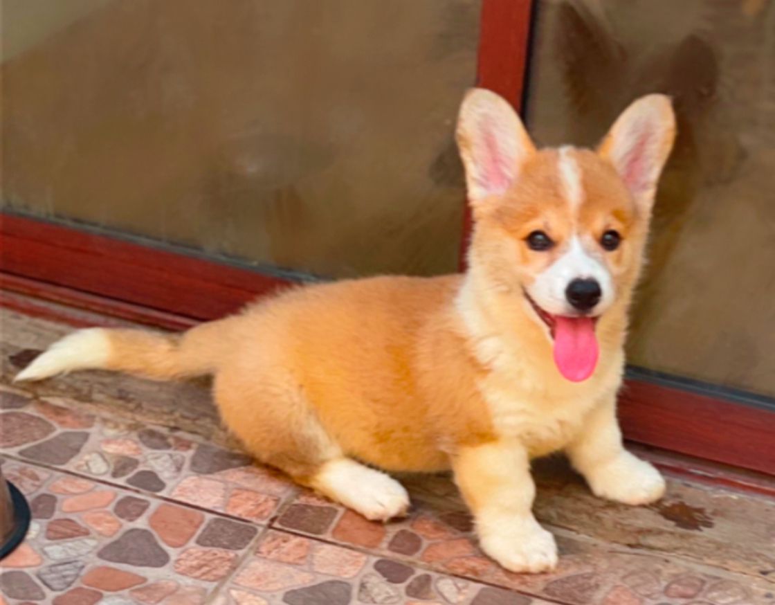 Cachorro Corgi Pembroke