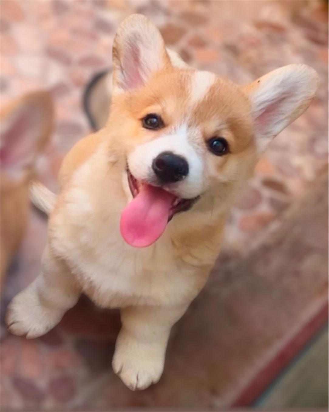 Cachorro Corgi Pembroke