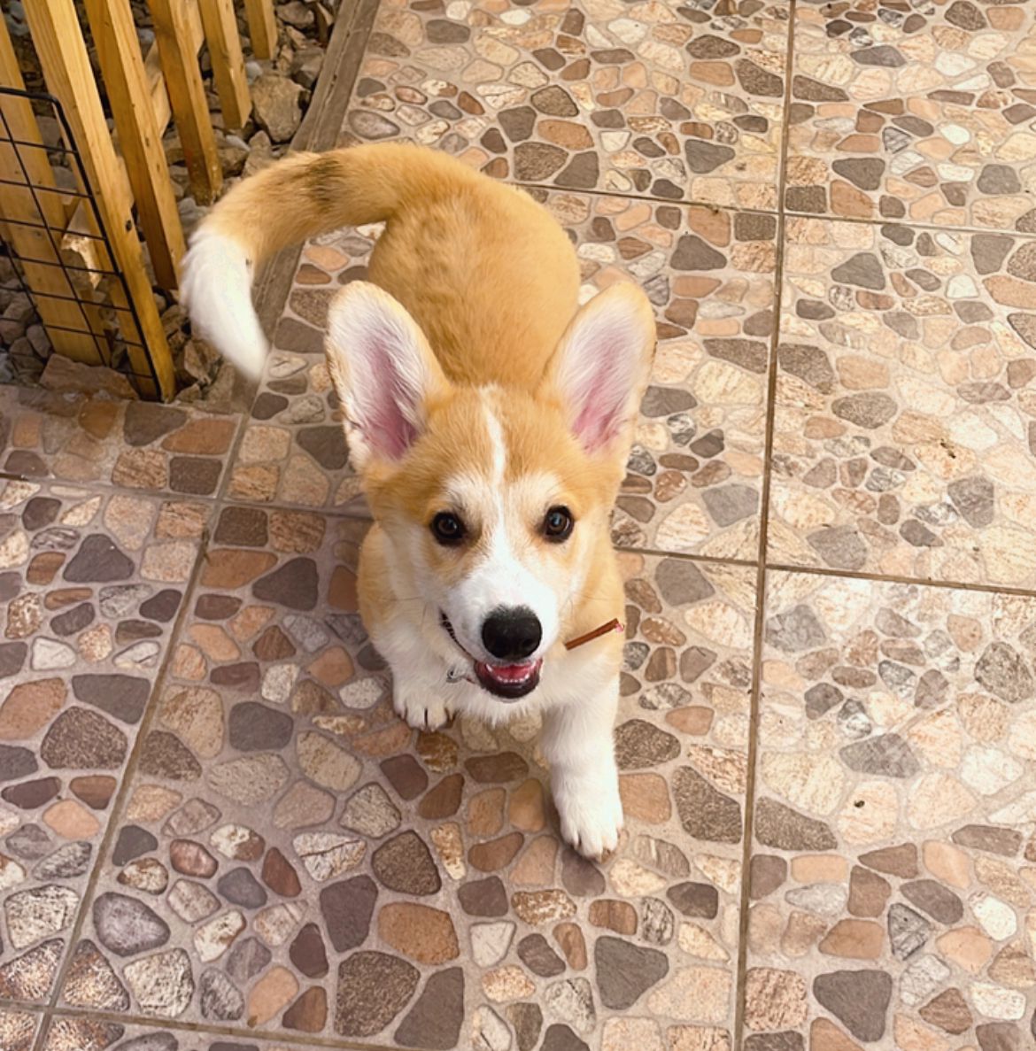 Cachorro Corgi Pembroke