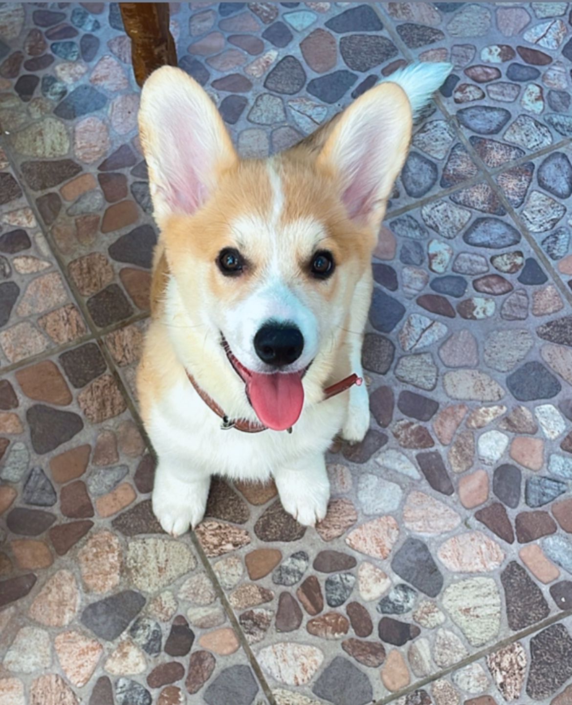 Cachorro Corgi Pembroke