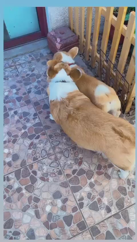 Cachorro Corgi Pembroke